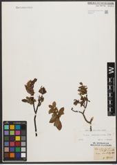 Foto von Salix waldsteiniana Willd.